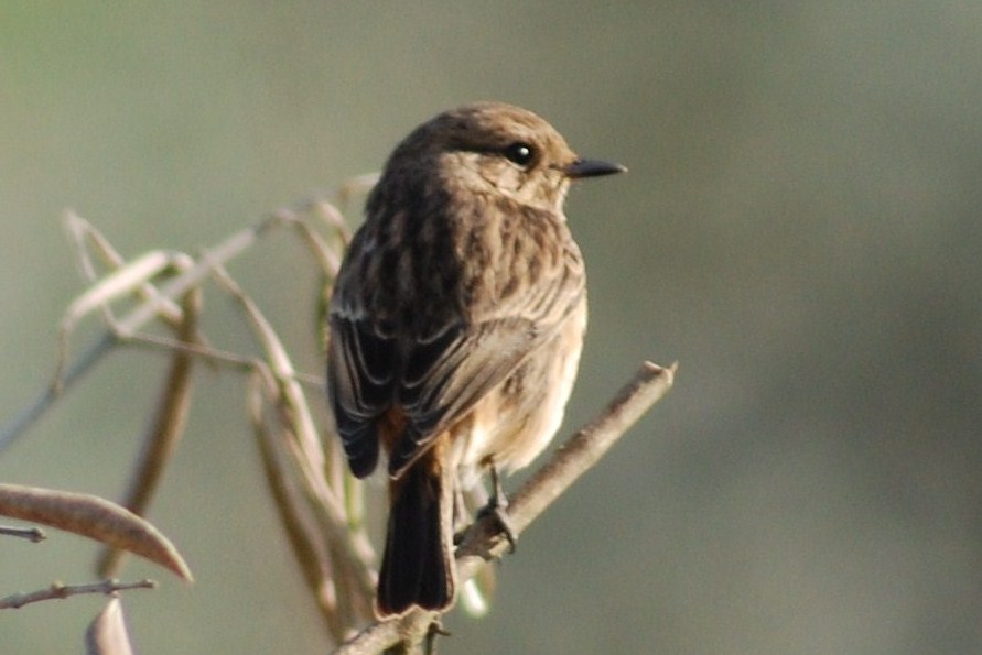 [cartaxo+(Fêmea)+(29).JPG]