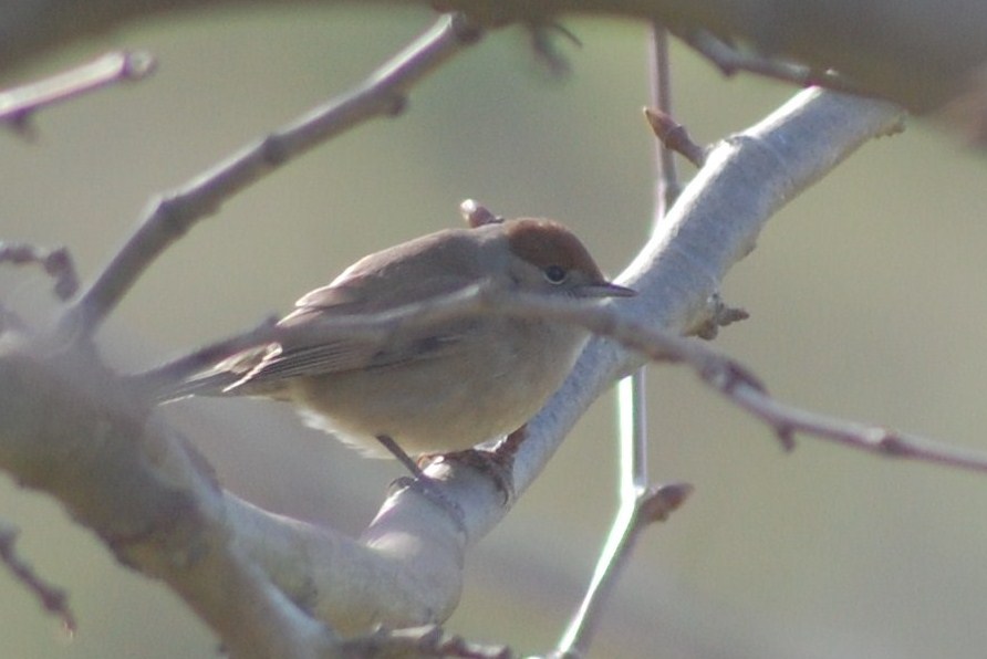 [Toutinegra-de-barrete+(Fêmea)+(3).JPG]