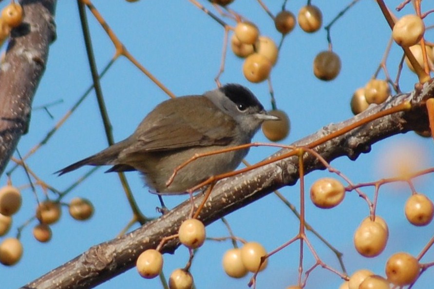 [Toutinegra-de-barrete-preto+(6).JPG]