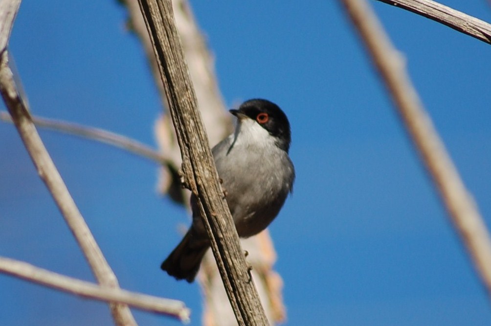 [toutinegra-de-cabeça-preta++Sylvia+melanocephala+(4).JPG]