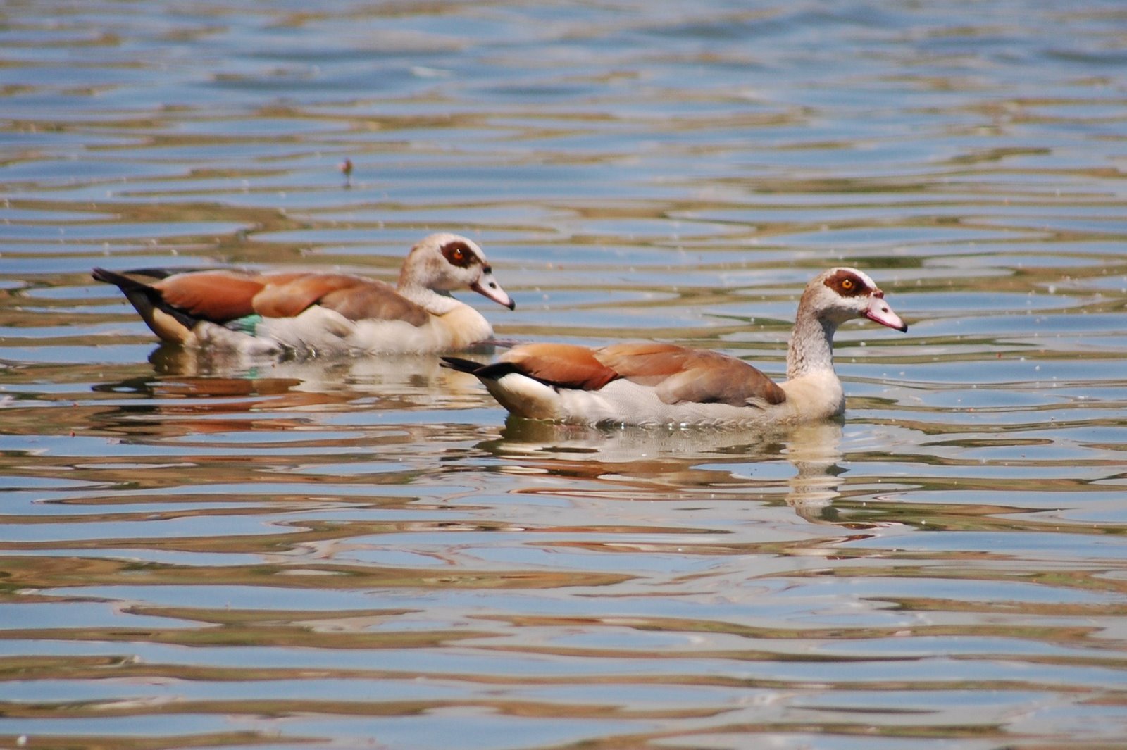 [ganso-do+egipto+(2).JPG]