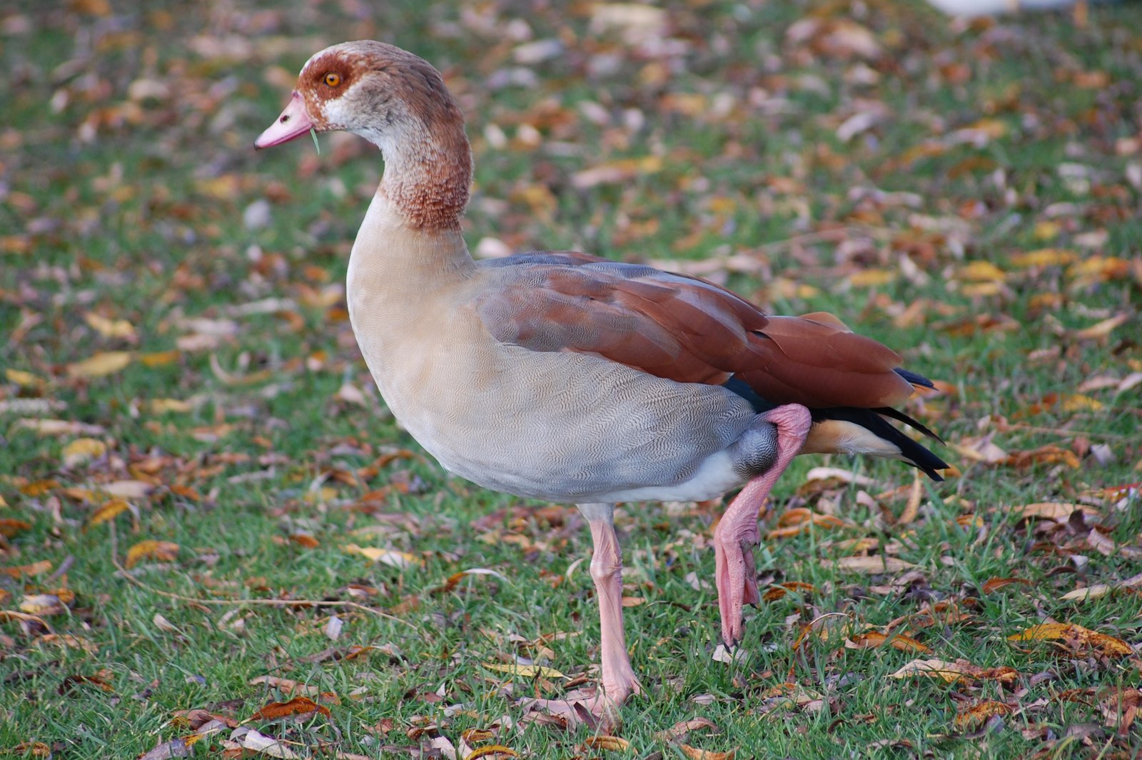 [ganso-do-egipto+(7).JPG]