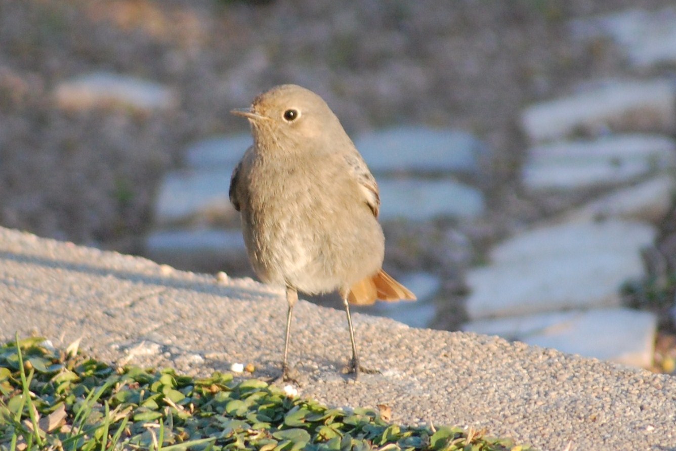 [rabirruivo+fêmea+(22).JPG]