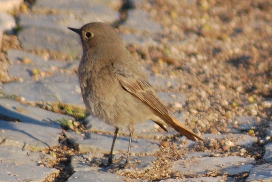 [rabirruivo+fêmea+(17).JPG]