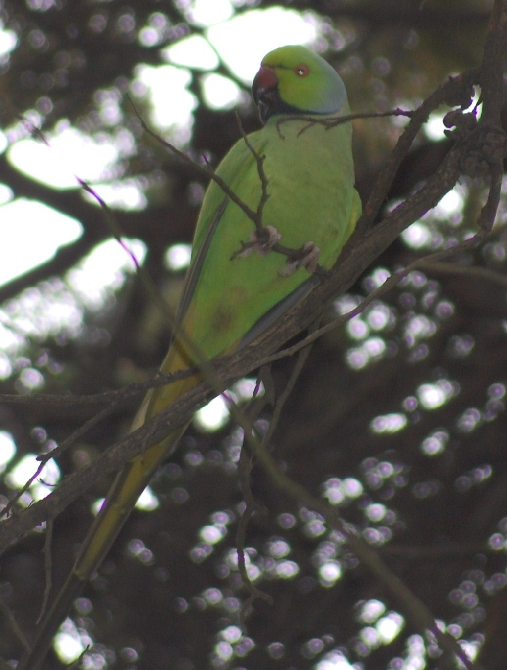 [Periquito-de-colar+Psittacula+krameri.JPG]