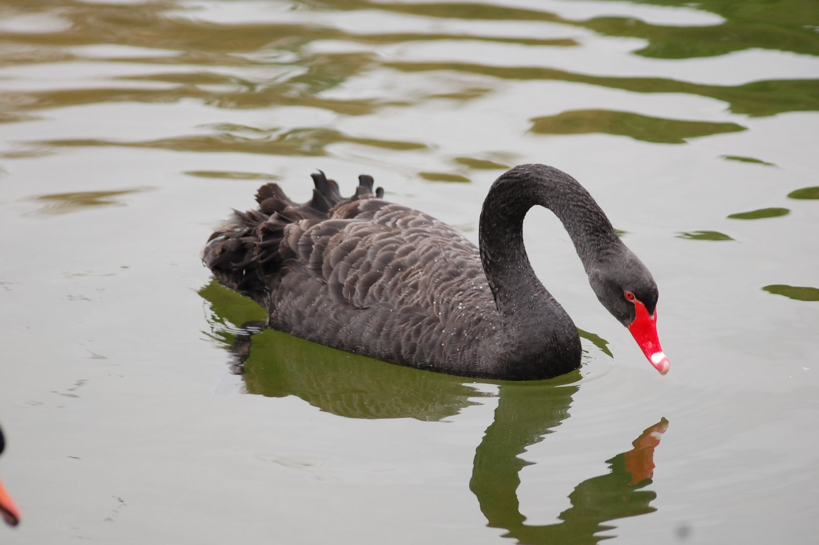 [cisne-negro+(2).JPG]