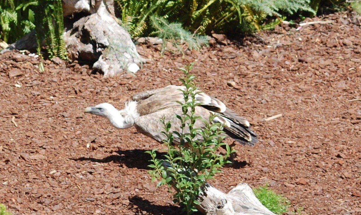 [Grifo+-+Gyps+fulvus.JPG]