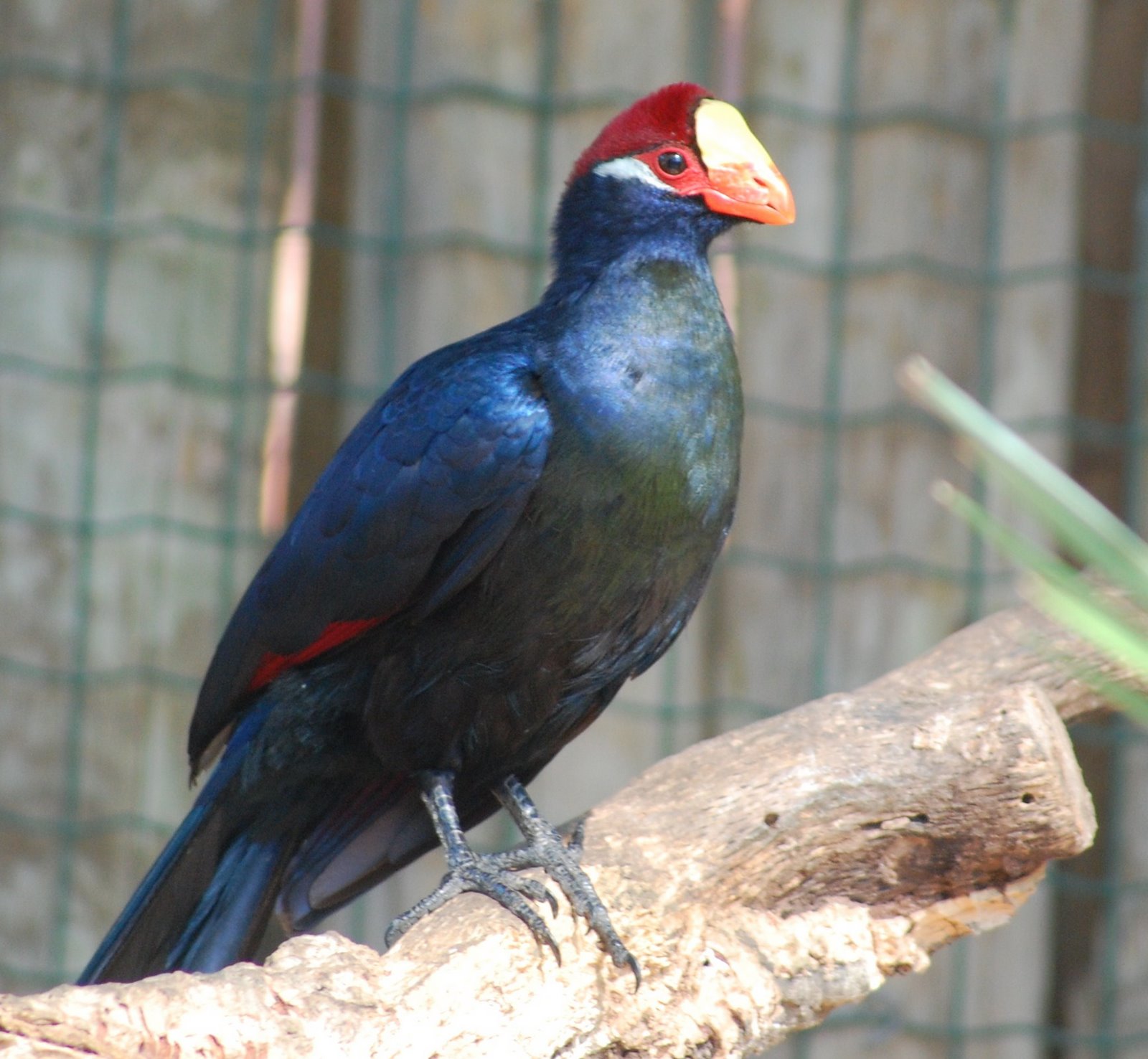 [Turaco+Violeta+Musophaga+violacea.JPG]