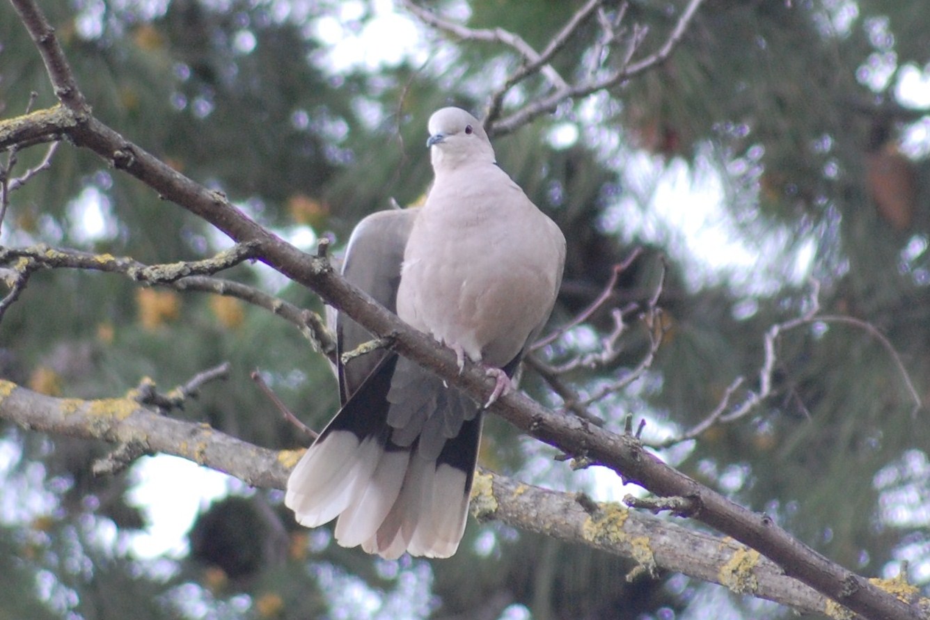 [Rola-turca+(17).JPG]