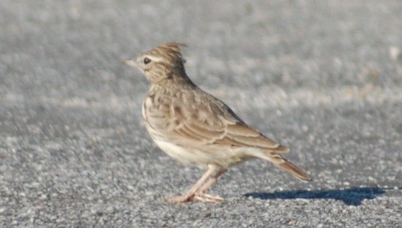 [cotovia-do-monte+(2).JPG]