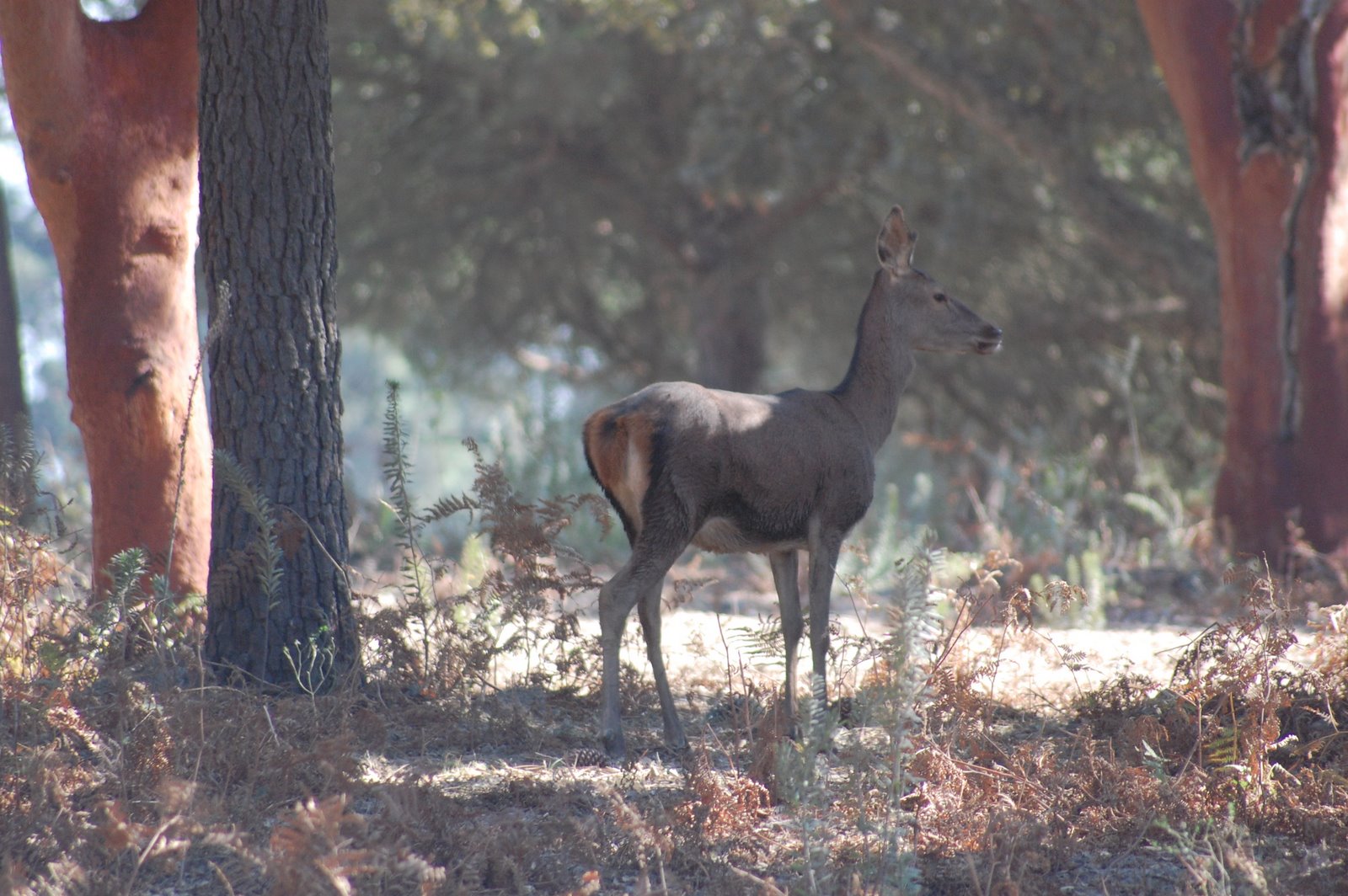 [Veado-vermelho+(fêmea).JPG]
