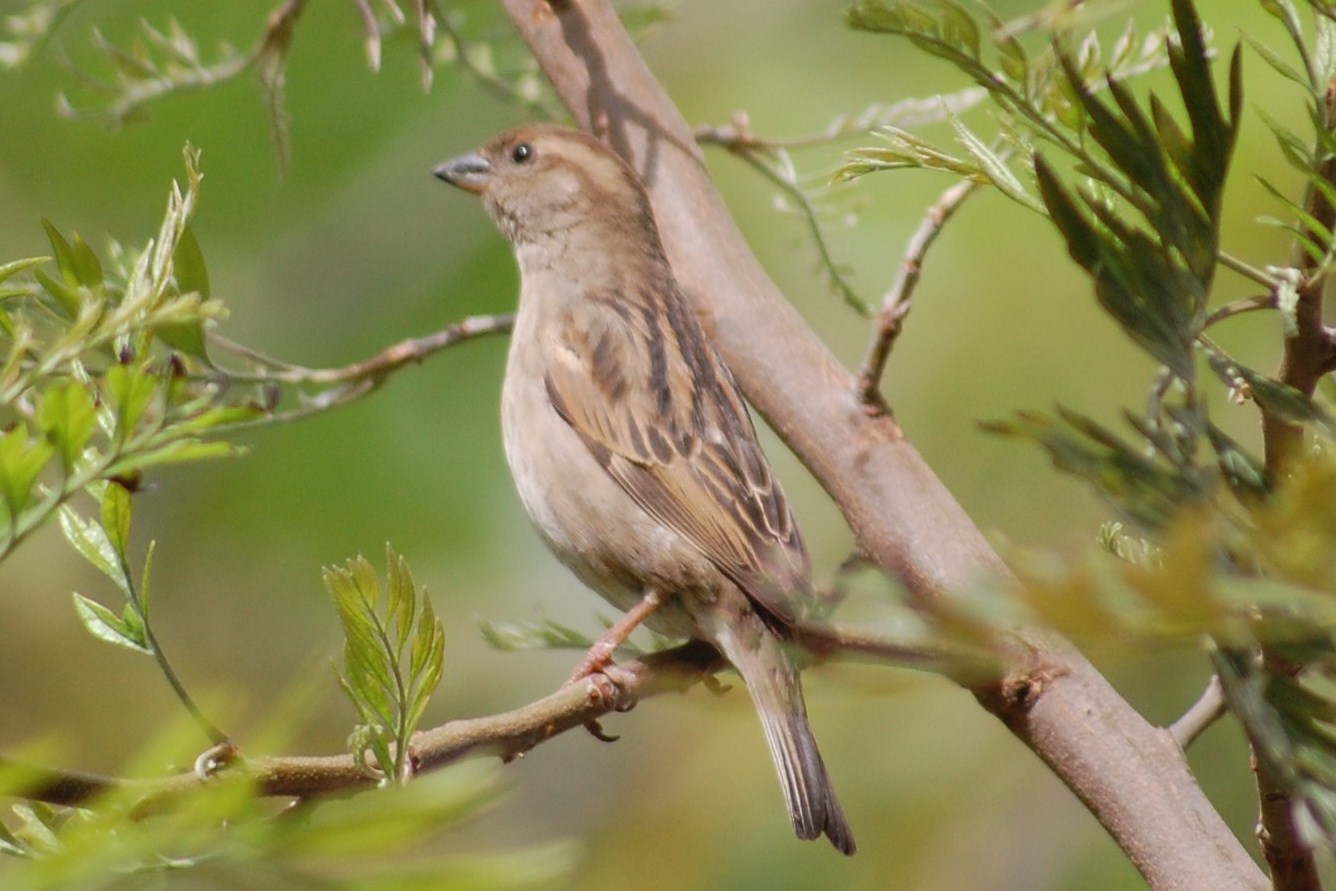 [pardal+(Fêmea).JPG]