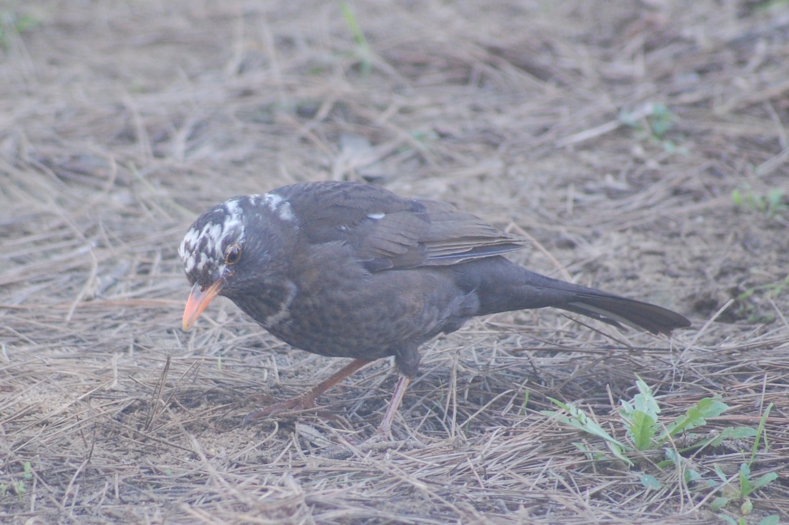 [Turdus+merula+(Fêmea).JPG]
