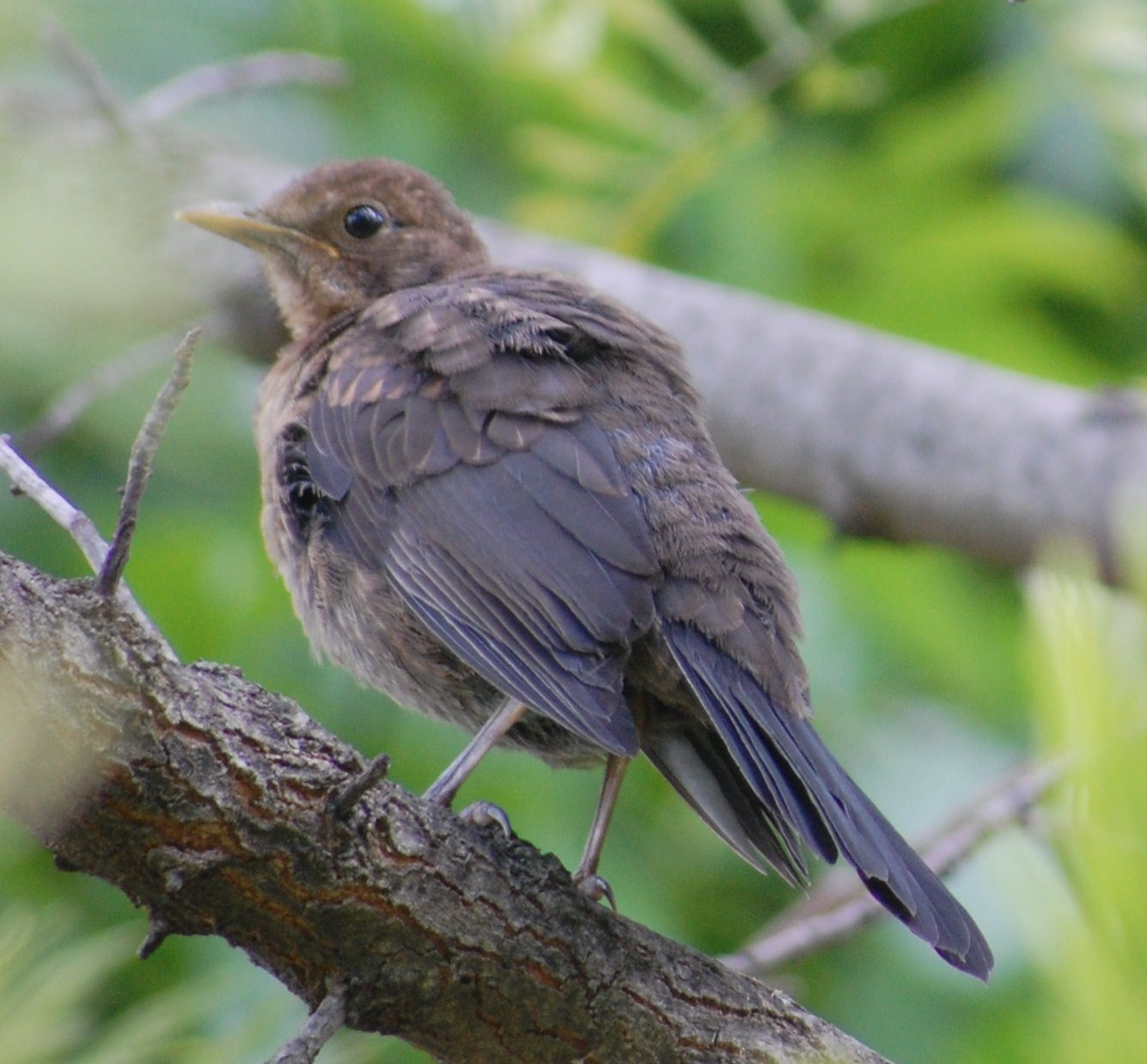 [Melro-preto+(Juvenil).JPG]