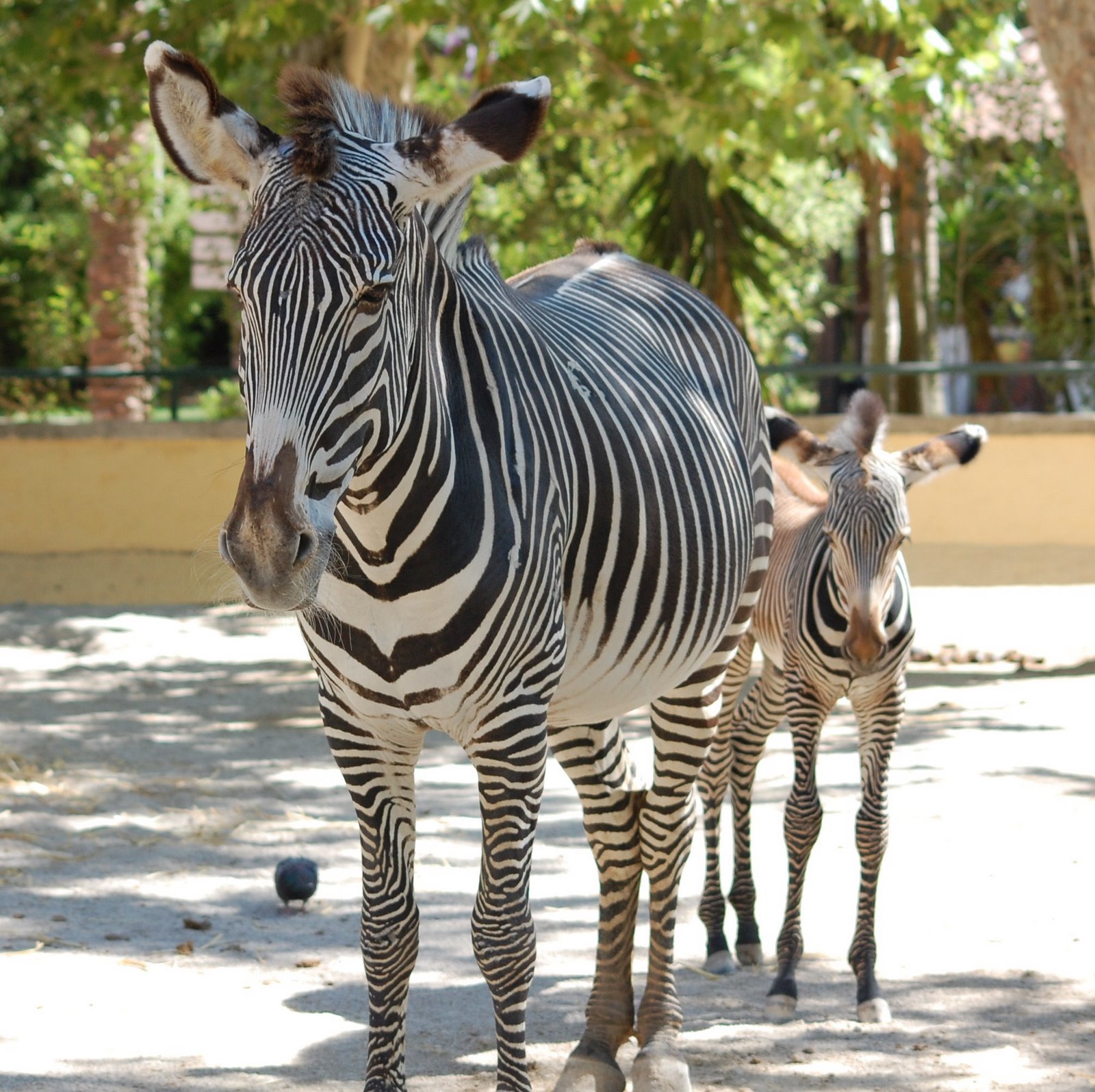 [Zebra-de-grevy+equus+grevyi.JPG]