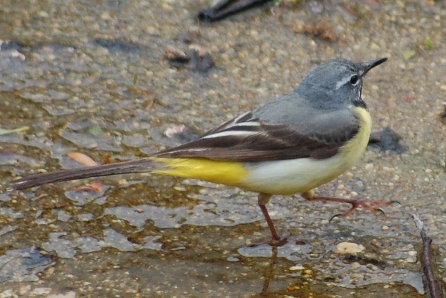 [alvéola-cinzenta+(Motacilla+cinerea)+(18).JPG]