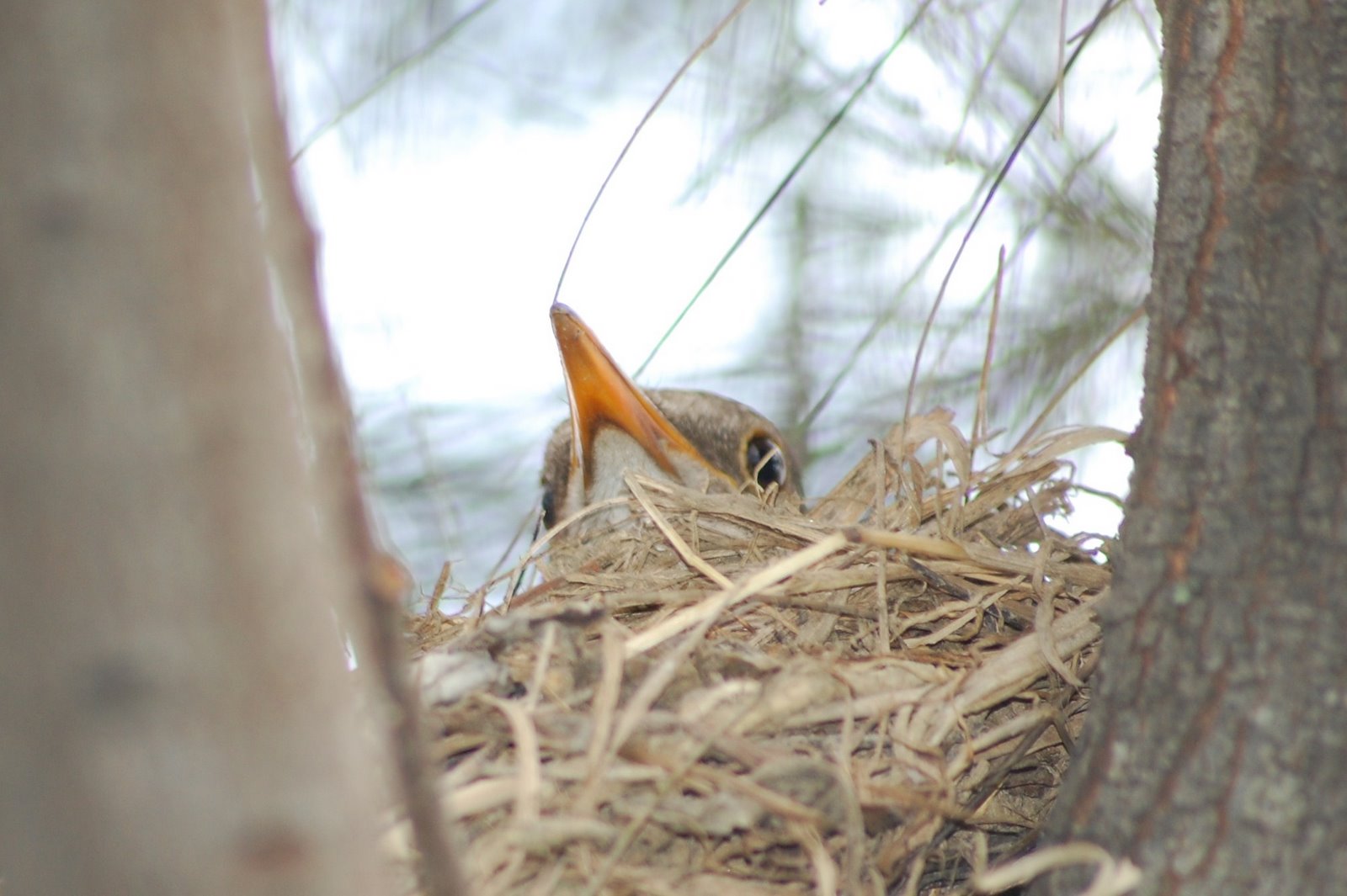 [Melra+no+ninho.JPG]