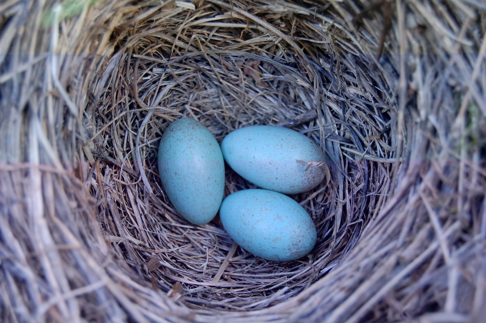 [Ninho+de+melro.JPG]