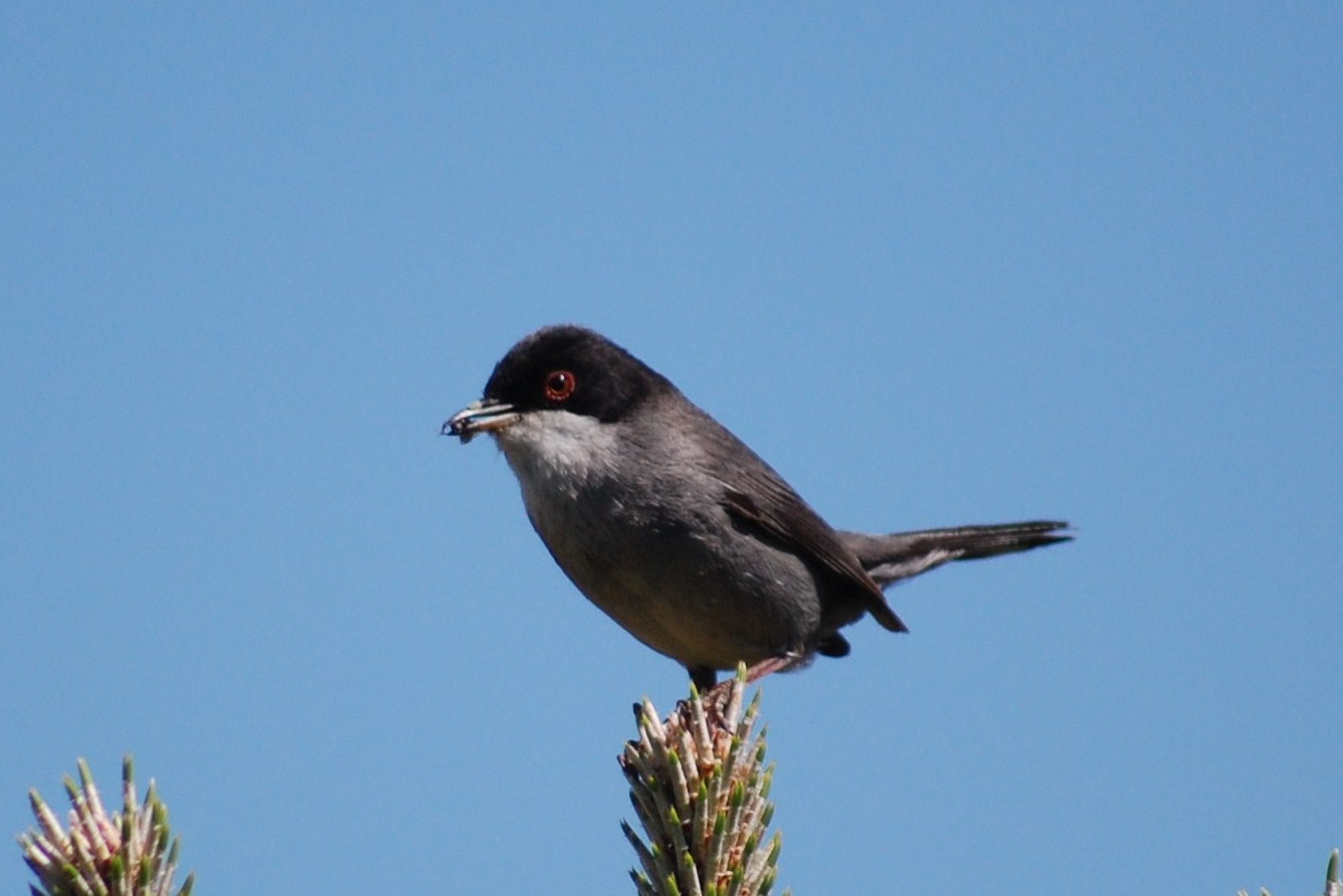 [Toutinegra-de-cabeça-preta+(macho)+(3).JPG]