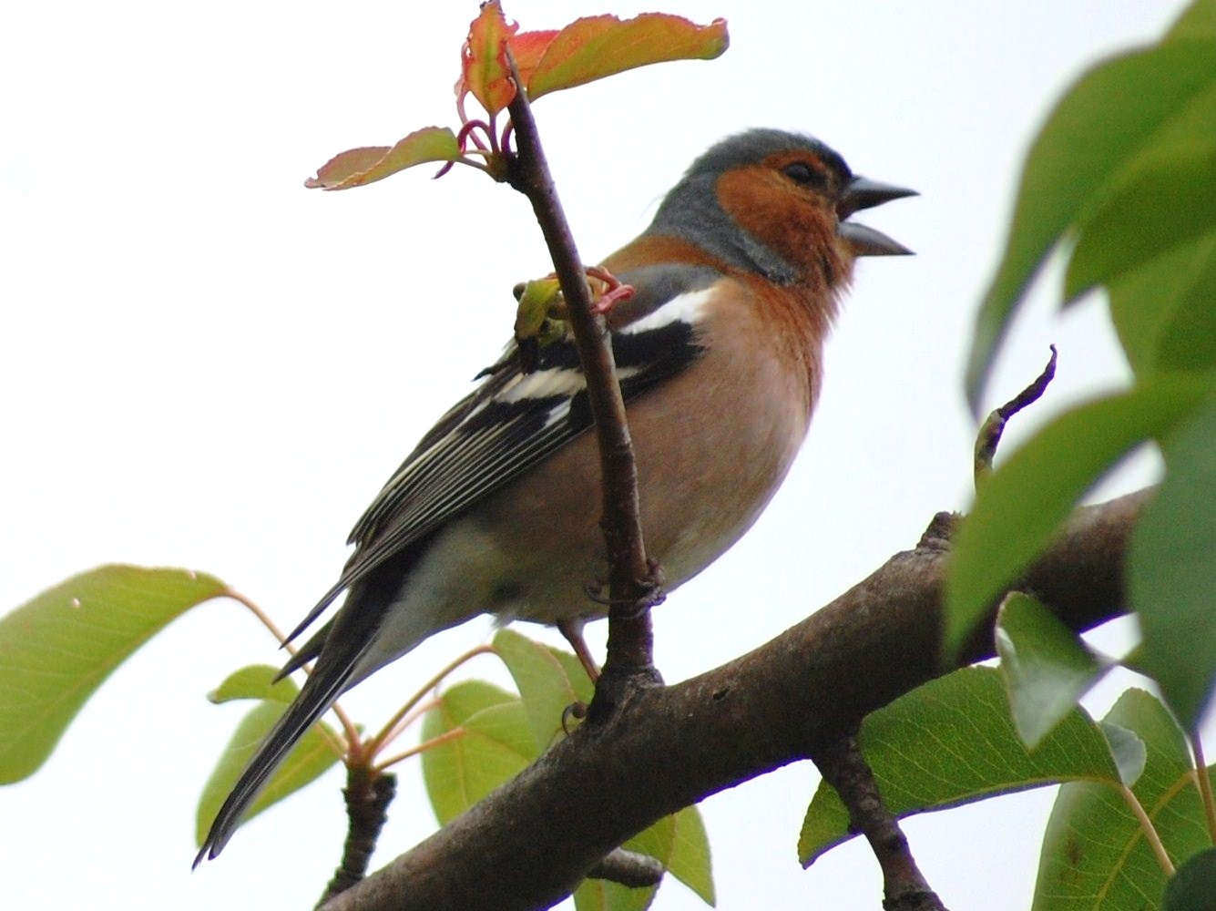 [Tentilhão-comum+(Fringilla+coelebs)+(3).JPG]