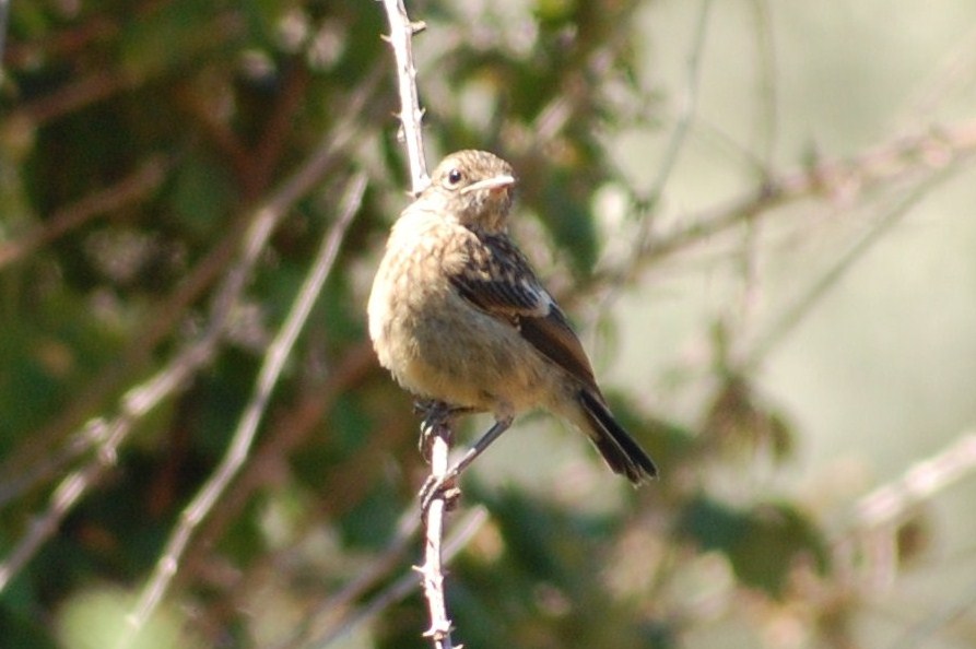 [cartaxo-comum+(juvenil).JPG]