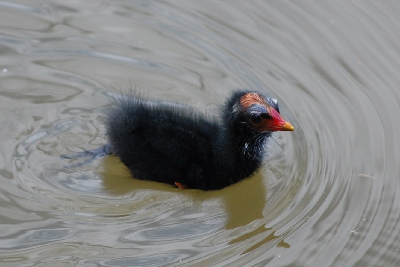 [Galinha-de-água+(filhote)+(2).JPG]