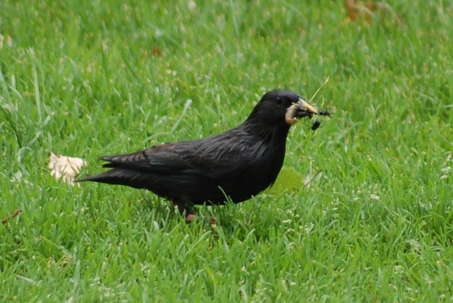 [Estorninho-preto+(3).JPG]