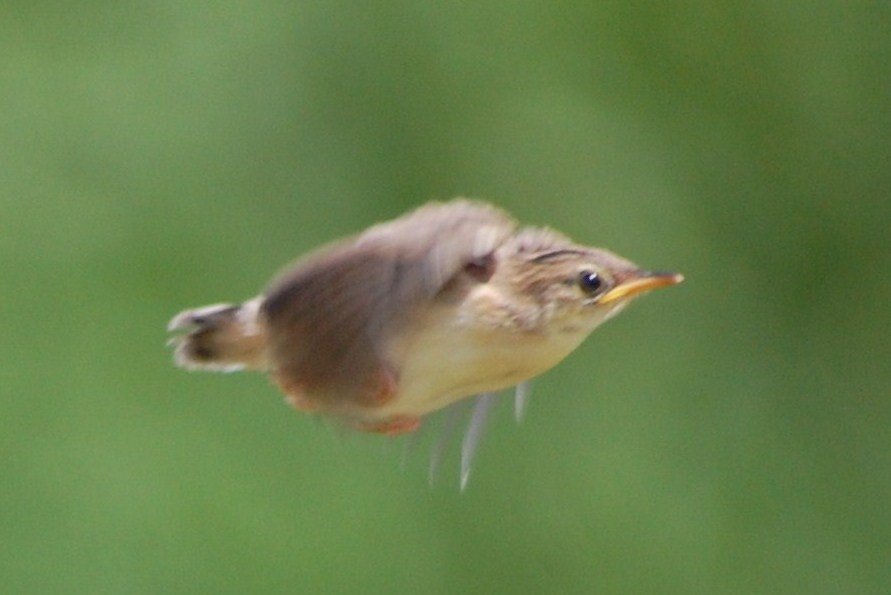 [Voo+de+fuinha-dos-juncos+(2).JPG]