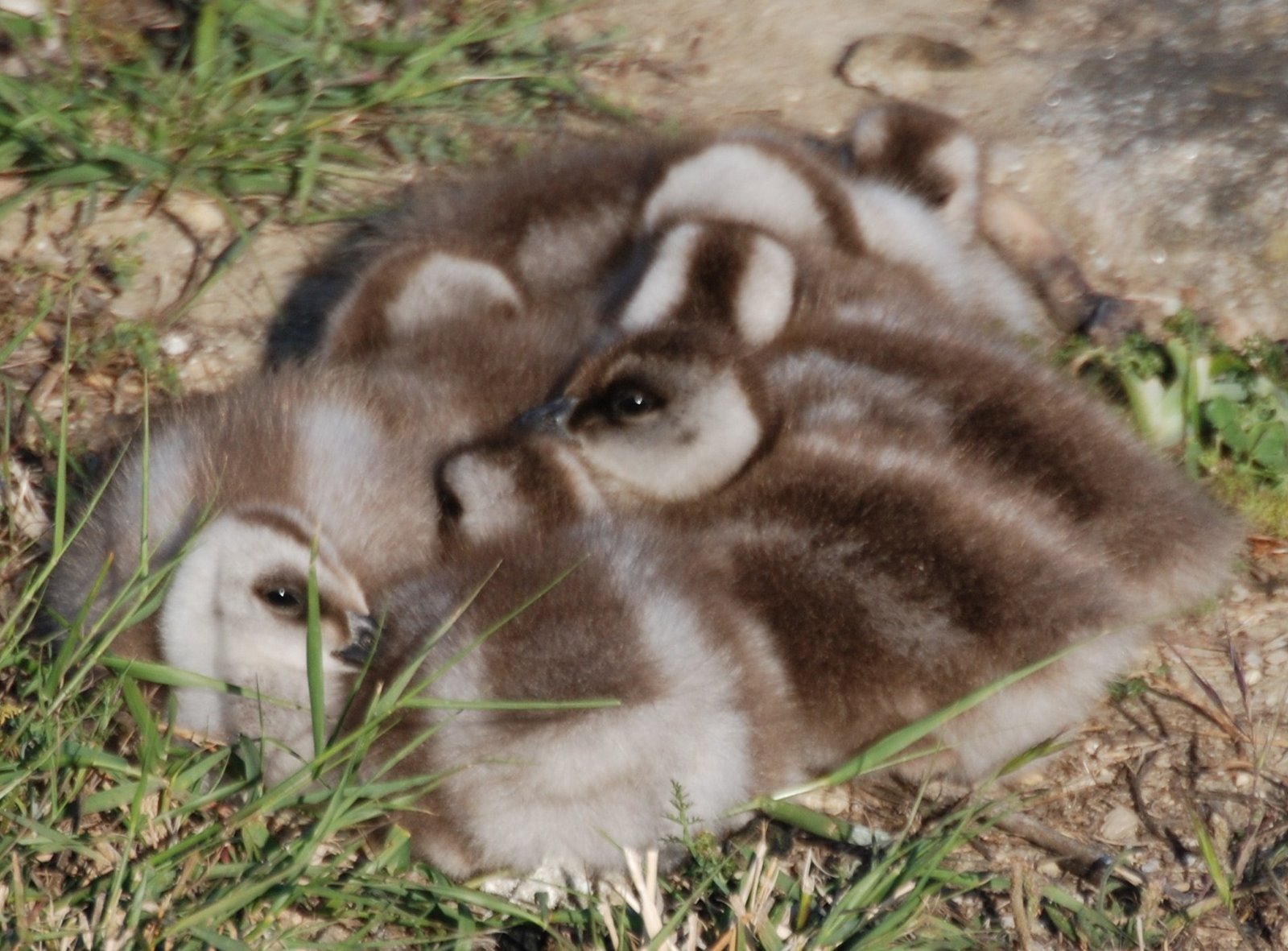 [Ganso-de-magalhães+(ninhada).JPG]