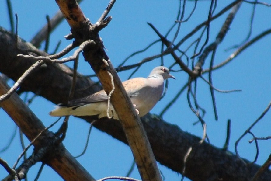 [Rola-brava+(Streptopelia+turtur)+(4).JPG]