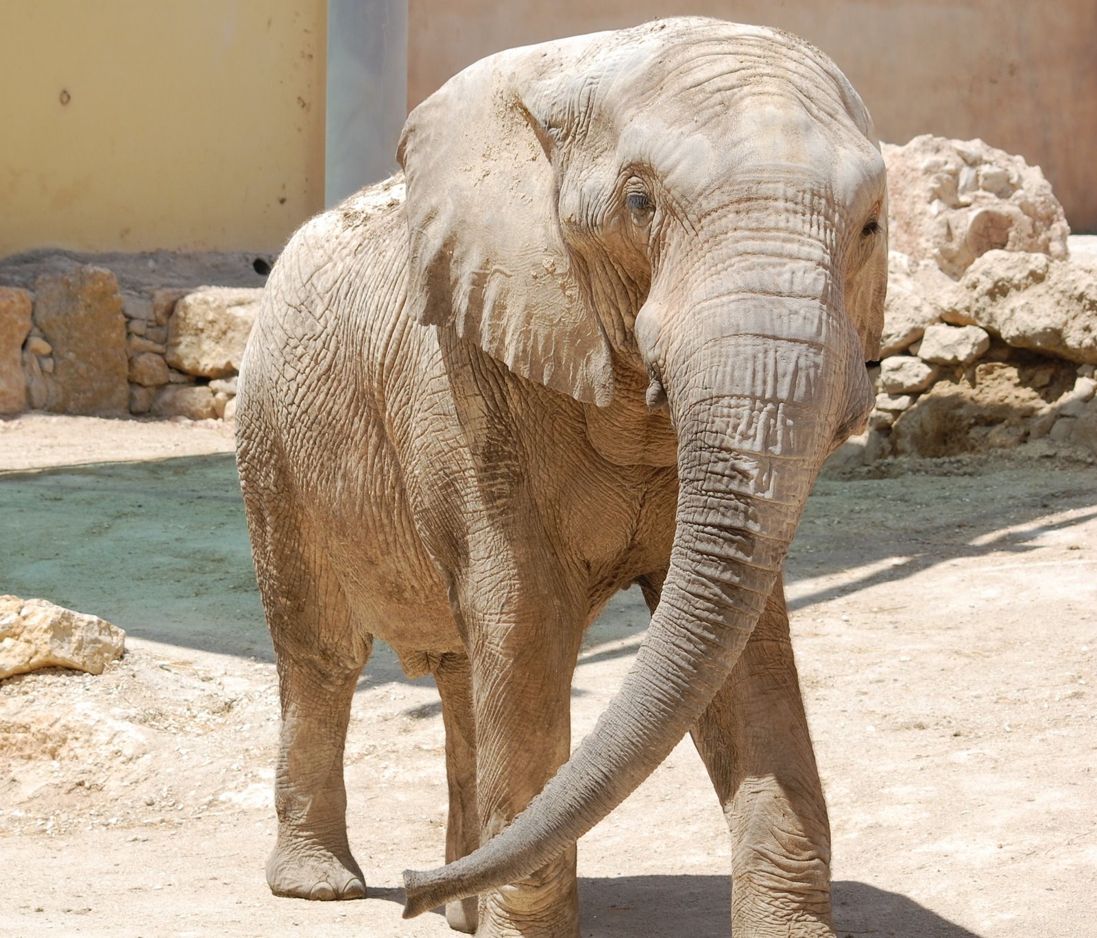 [Elefante-da-savana+(Loxodonta+africana).JPG]