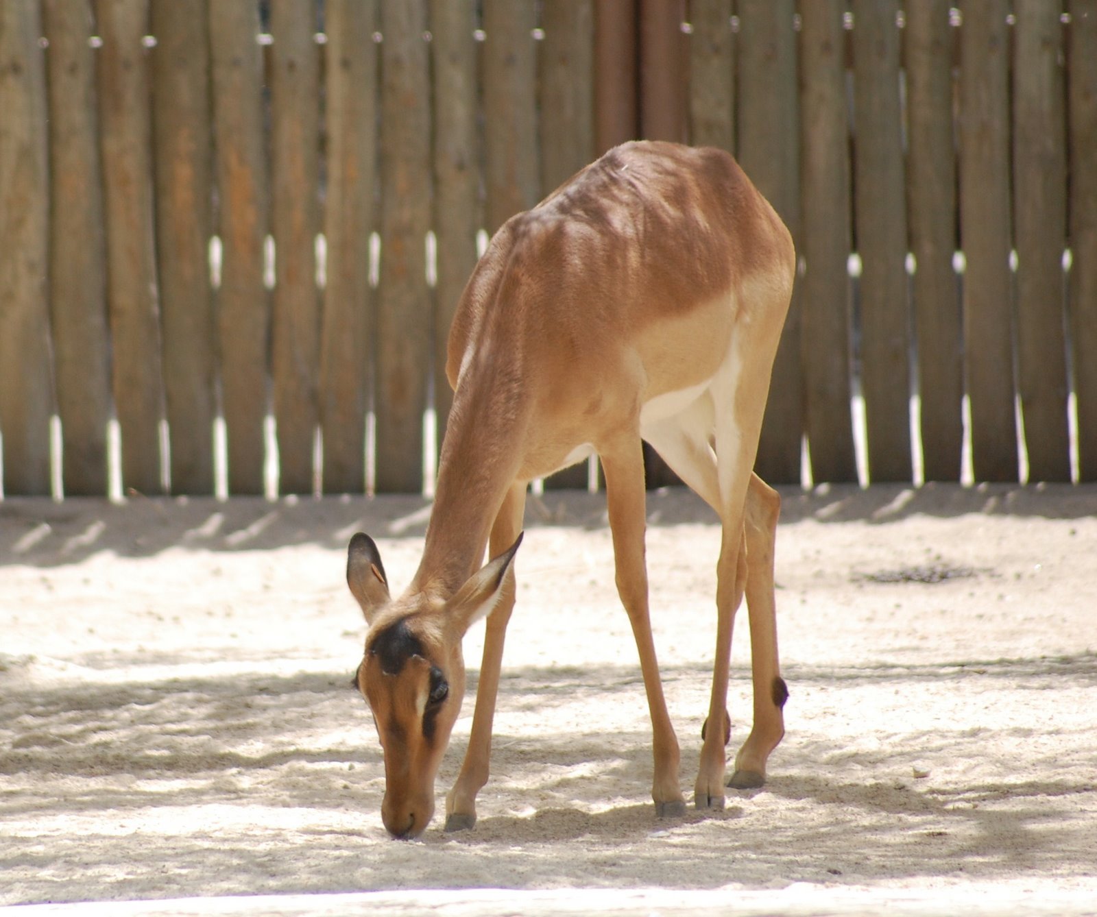 [Impala-de-face-negra+(2).JPG]