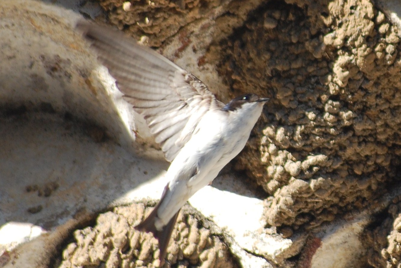 [Andorinha-dos-beirais+(Delichon+urbicum+L+(22).JPG]