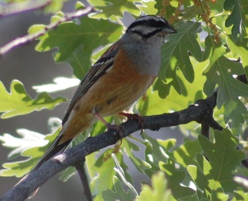 [Cia+(Emberiza+Cia+L+(2).JPG]