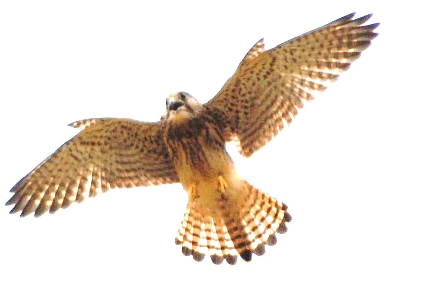 [Peneireiro-comum+(2).JPG]