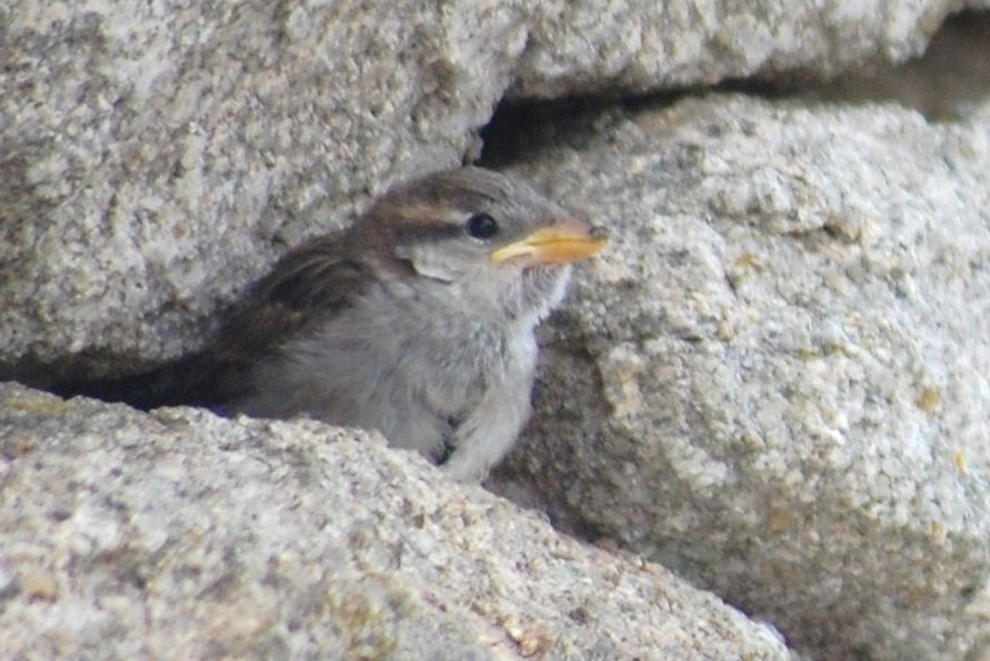 [Pardal+doméstico+(+Juvenil)+(2).JPG]