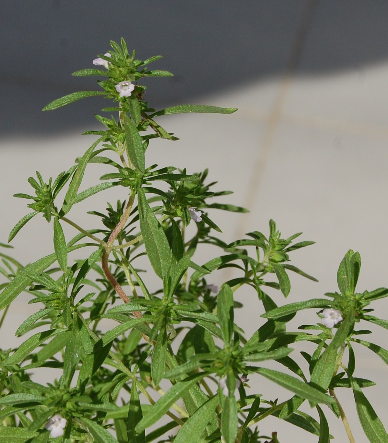 [Segurelha+(11).JPG]