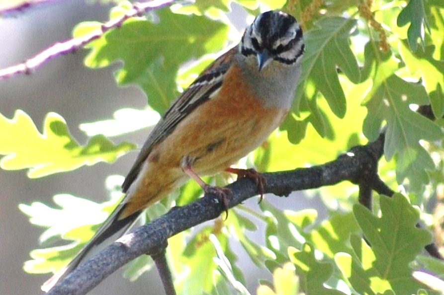 [Cia+(Emberiza+Cia+L+(23).JPG]