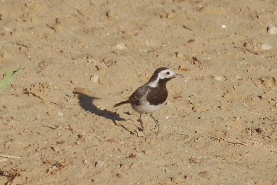 [Alvéola-branca-comum+(2).JPG]