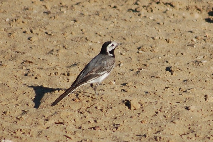 [Alvéola-branca-comum+(8).JPG]