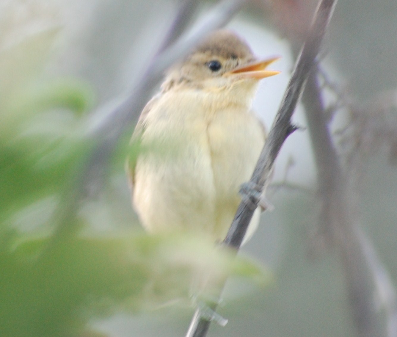 [Rouxinol+(Juvenil)+(2).JPG]