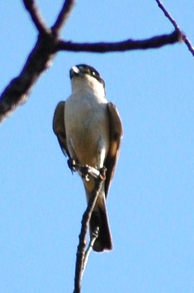 [Picanço-barreteiro+(4).JPG]