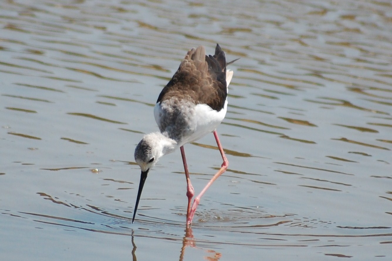 [Pernilongo+(9).JPG]