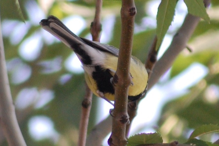 [Chapim-real+(Parus+major).JPG]