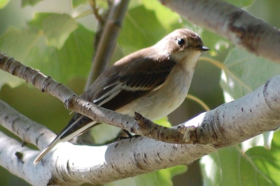 [papa-moscas-preto+(26).JPG]