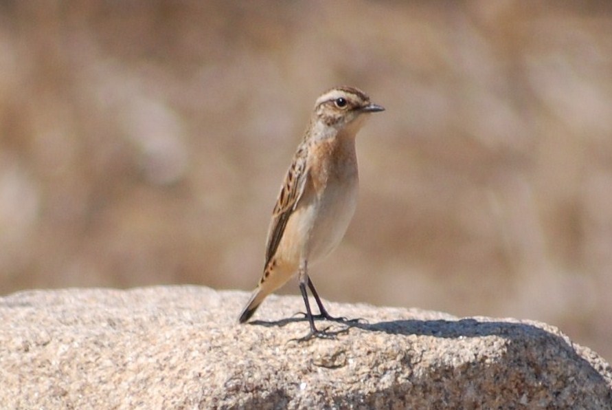 [Chasco-cinzento+(Fêmea)+(10).JPG]