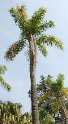 Plantas: Beleza e Diversidade: Pindó (Syagrus romanzoffiana)