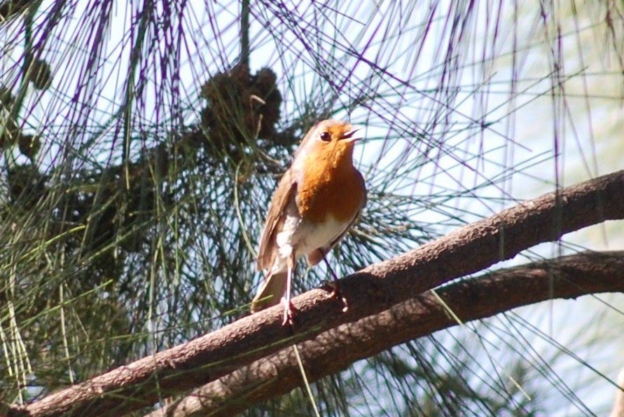 [Pisco-de-peito-ruivo+(2).JPG]