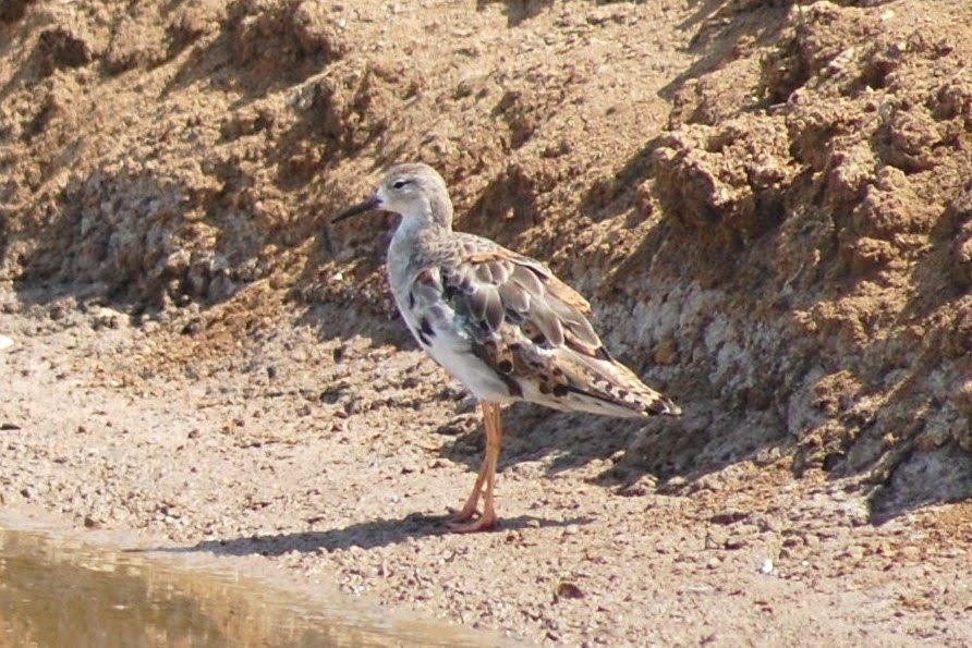 [Combatente+-+Philomachus+pugnax.JPG]