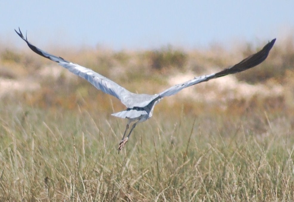 [Garça-real+em+voo+(3).JPG]